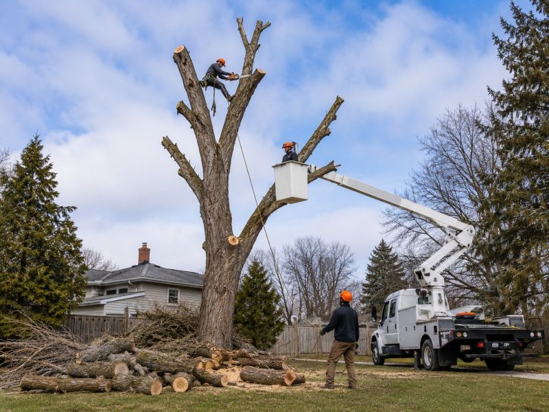 Dead Tree Removal in Aiken, SC