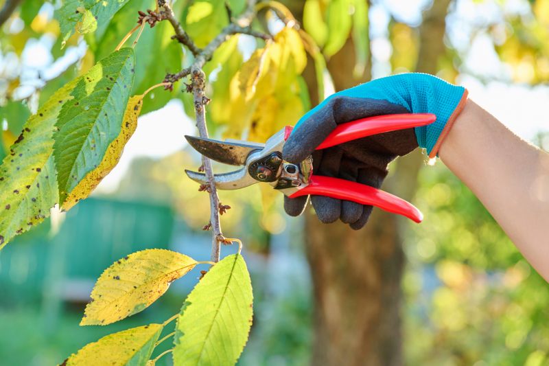 Magnolia Tree Pruning in Doylestown, PA