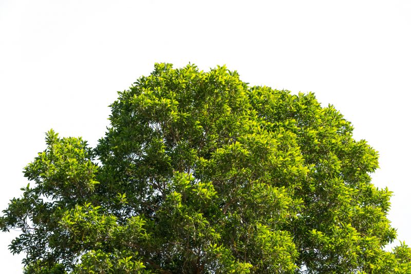 Tree Crown Shaping in Pottstown, PA