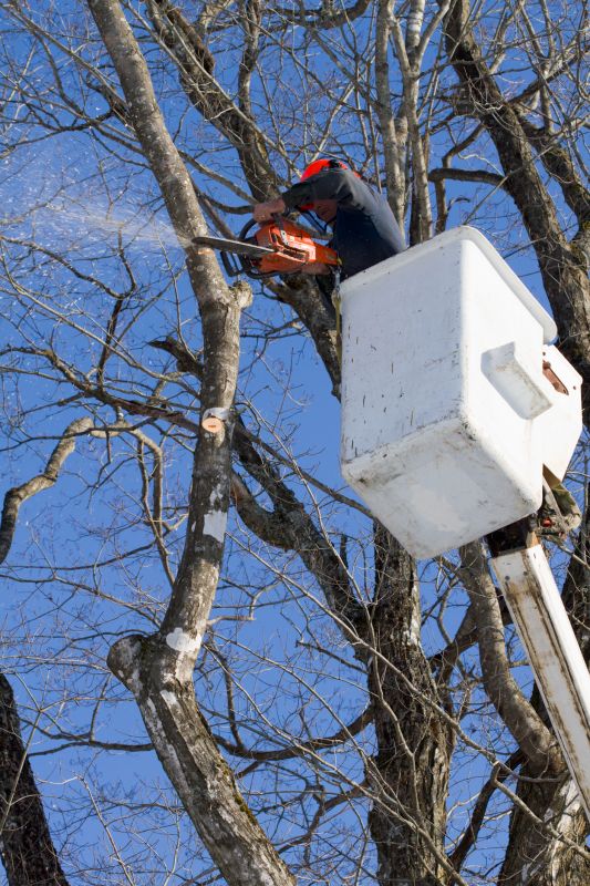 Local Tree Limb Chipping pros at work