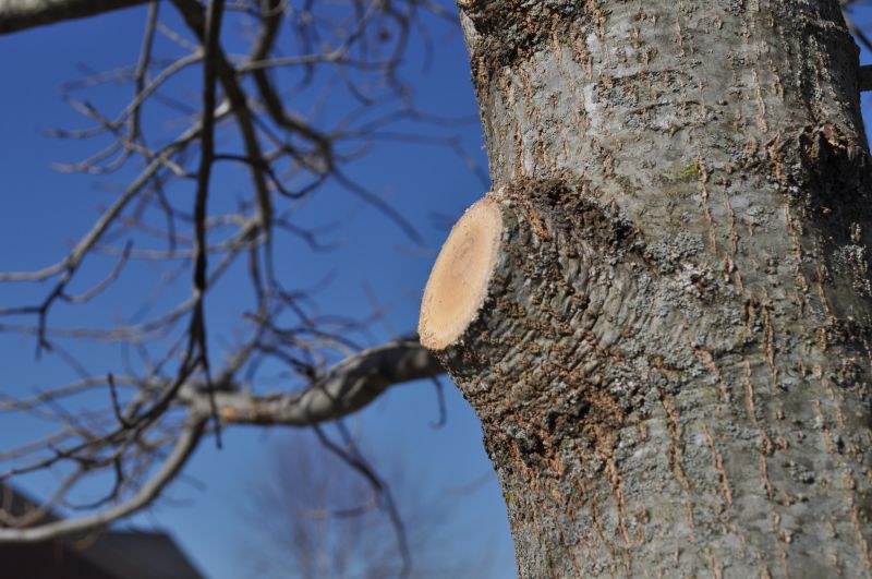 Tree Limb Chipping