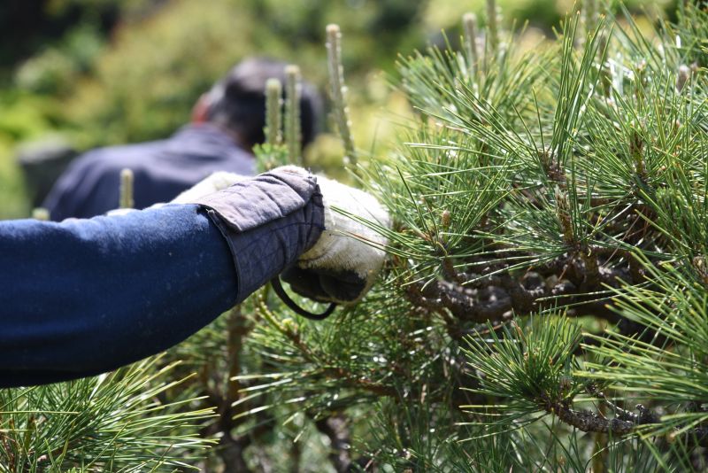 Apple Tree Pruning in Allentown, PA