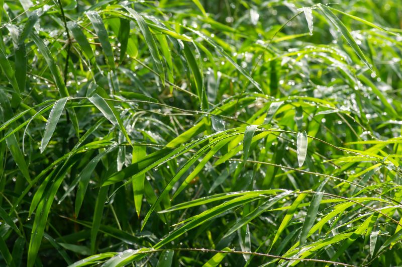 Bamboo Trimming in Rockwall, TX