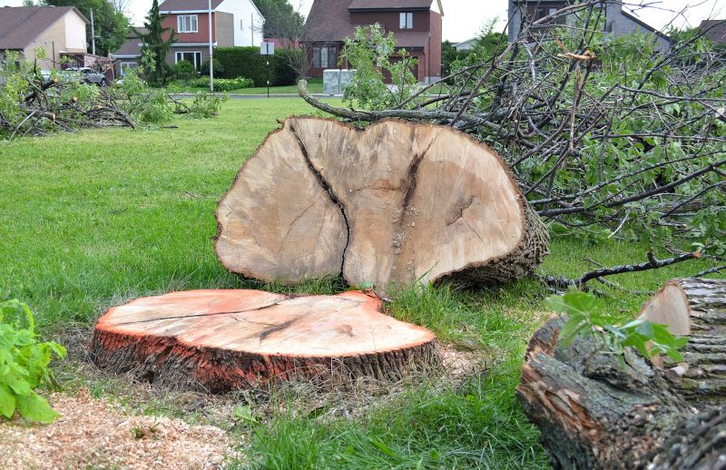 Dead Tree Removal in Montgomery County, PA