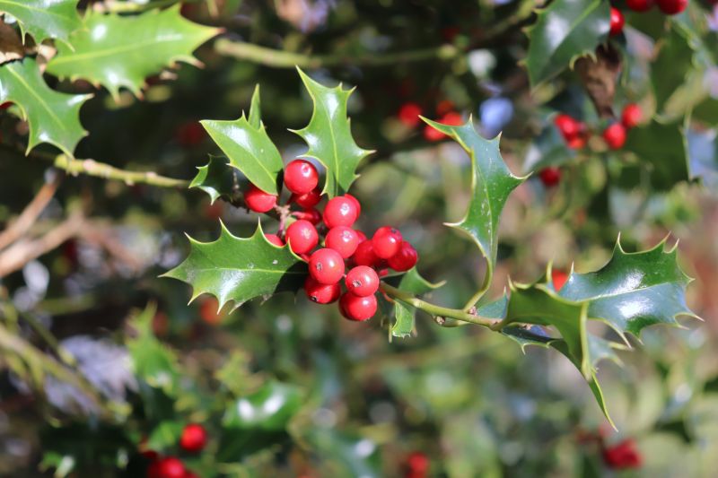 Holly Bushes Trimming in Rockwall, TX