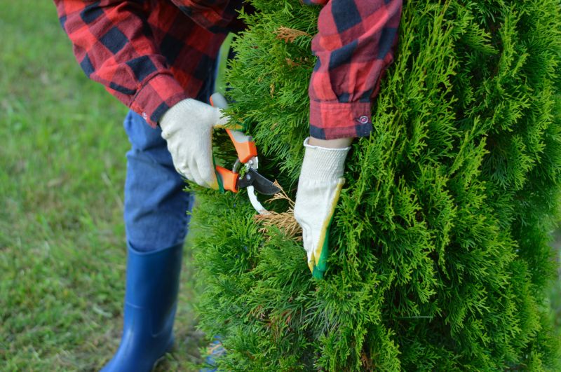 Juniper Trimming in Ventura County, CA