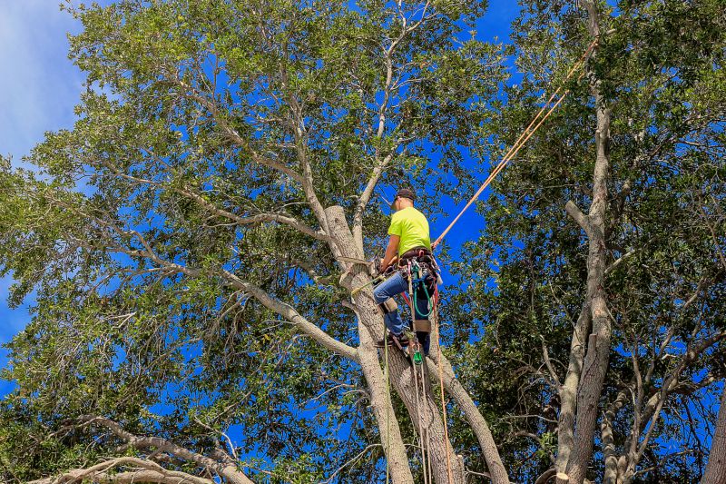 Oak Tree Pruning in Reno, NV