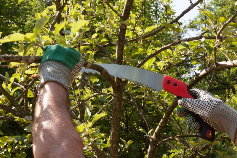 Peach Tree Pruning in Reno, NV