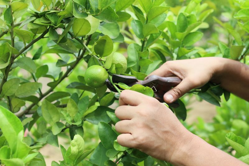 Pear Tree Pruning in Doylestown, PA