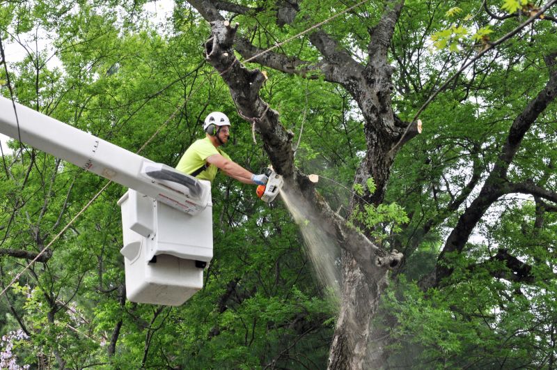 Spruce Tree Removal in San Jose, CA
