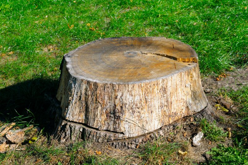 Stump Cutting in Calvert County, MD