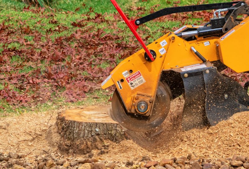 Stump Removal Service in Aiken, SC