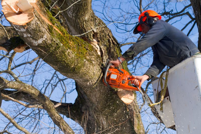 Tree Limb Chipping