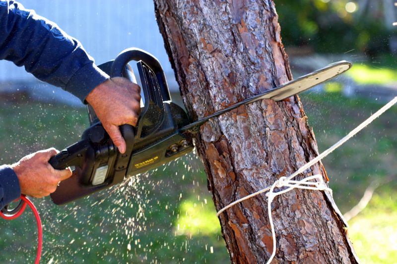 Willow Tree Removal in Aiken, SC